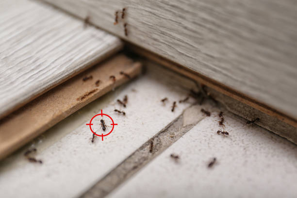 Best Mosquito Control Services  in San Andreas, CA