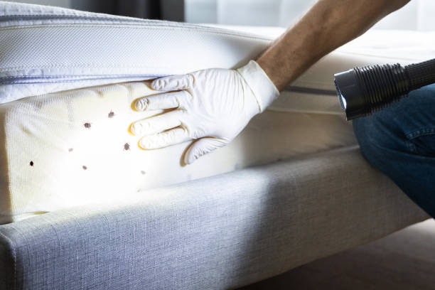 Best Local Pest Control Services  in San Andreas, CA
