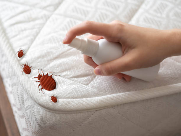 Best Affordable Pest Control Services  in San Andreas, CA